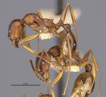 Media type: image;   Entomology 20613 Aspect: habitus lateral view 2